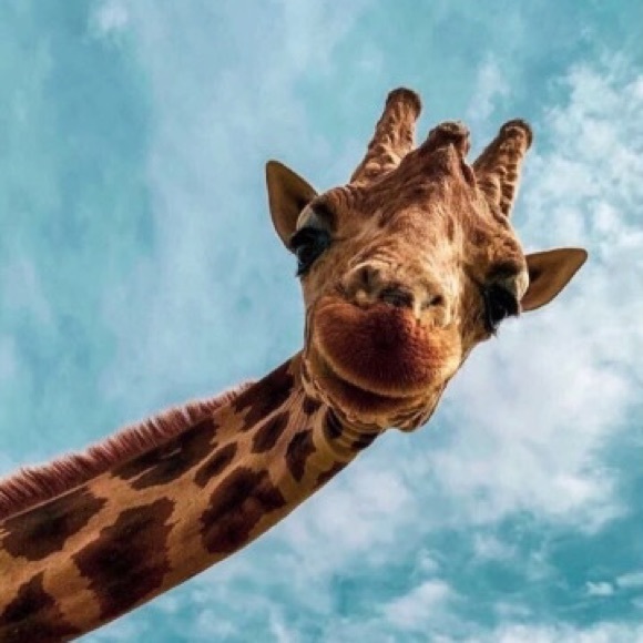 Meet your Posher, Sam - Picture 1 of 1